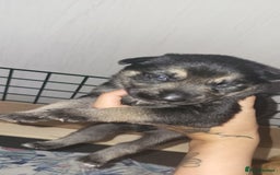 German Shepherd dogs for sale: 4 german shepherd puppy's available  - Image 8