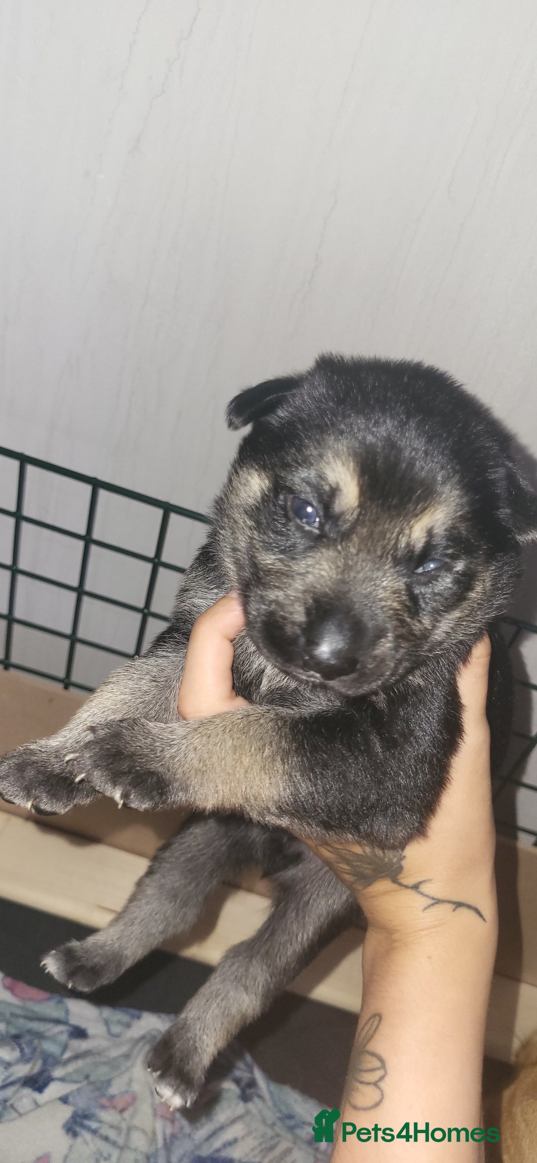 German Shepherd dogs for sale: 4 german shepherd puppy's available  - Image 8