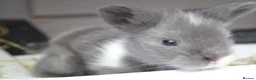 Lionhead rabbits for sale: 3 Little kits - Advert 3
