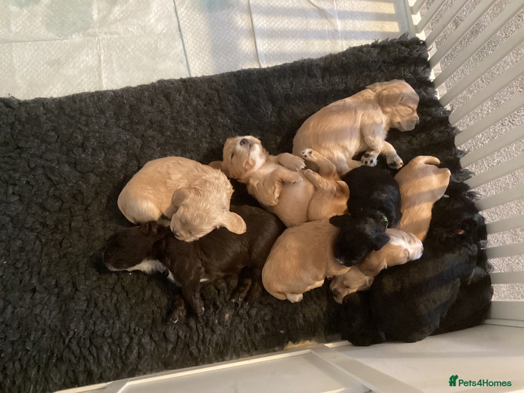 Cocker Spaniel dogs for sale: KC registered working cocker spaniel puppies  - Advert 2