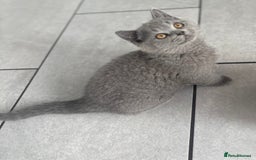 British Shorthair cats for sale: Stunning British Shorthair kittens - Image 4