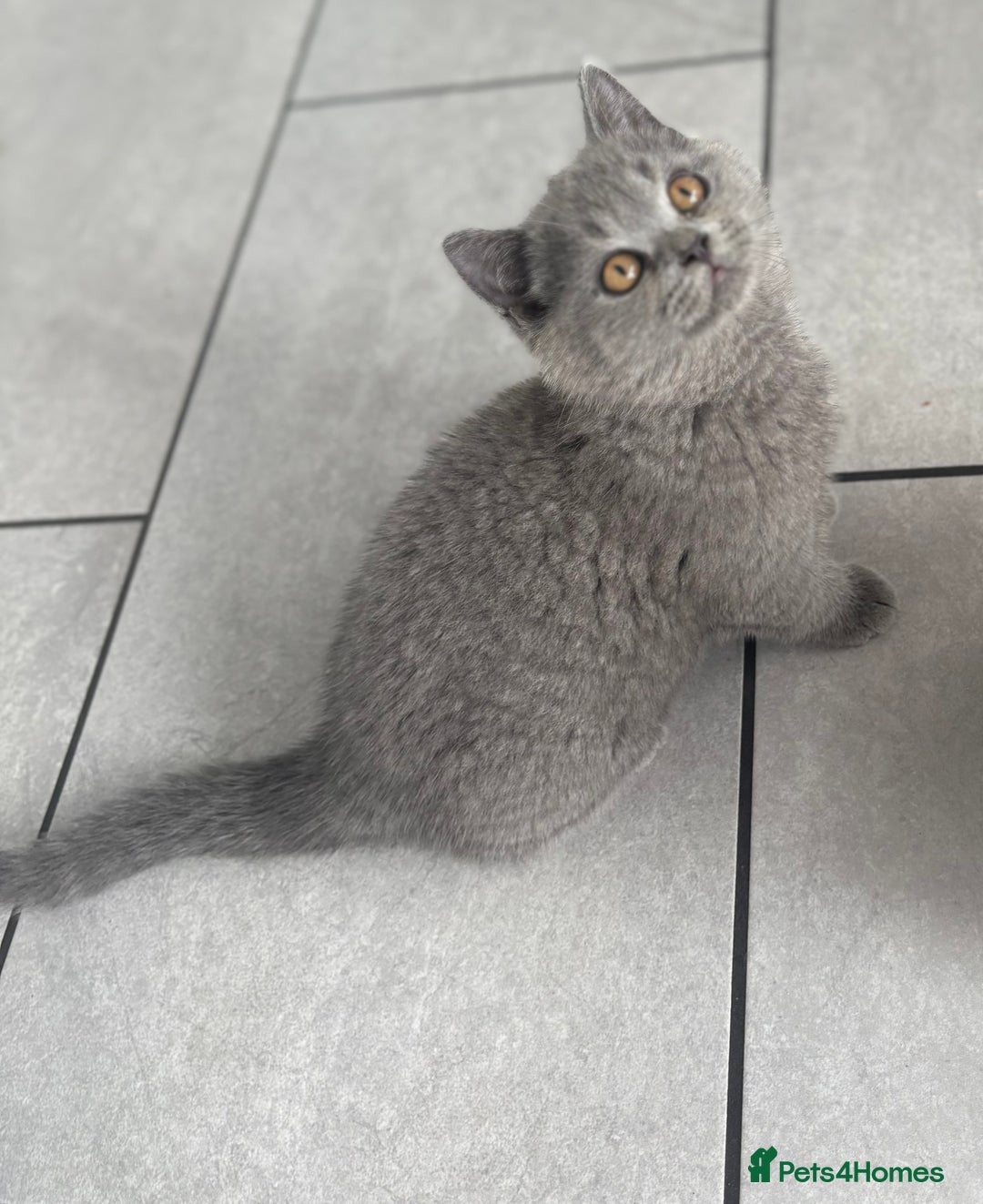 British Shorthair cats for sale: Stunning British Shorthair kittens - Image 4
