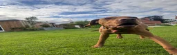 Hungarian Vizsla dogs for sale: Bert Looking For His Forever Home - Advert 4