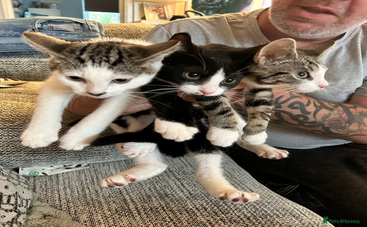 Domestic Shorthair cats - Advert 1