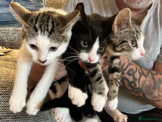 Domestic Shorthair cats - Advert 25