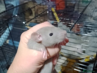 Rat rodents Dumbo baby rats for sale - Advert 14