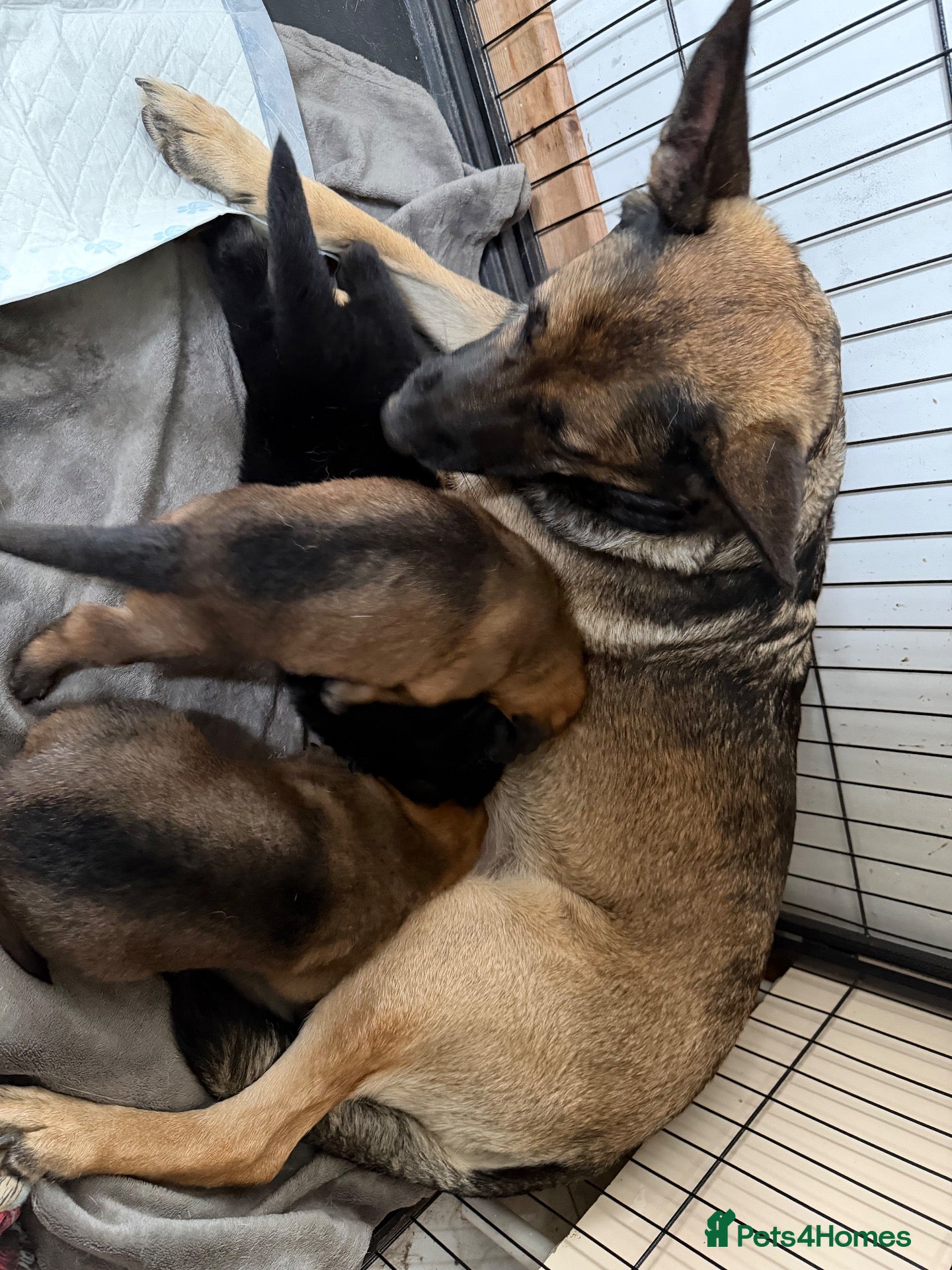 Mixed Breed dogs Belgian Malinois x German Shepherd Puppies - Advert 12