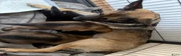 Mixed Breed dogs for sale: Belgian Malinois x German Shepherd Puppies - Advert 1