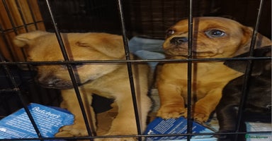 Mixed Breed dogs - Advert 10