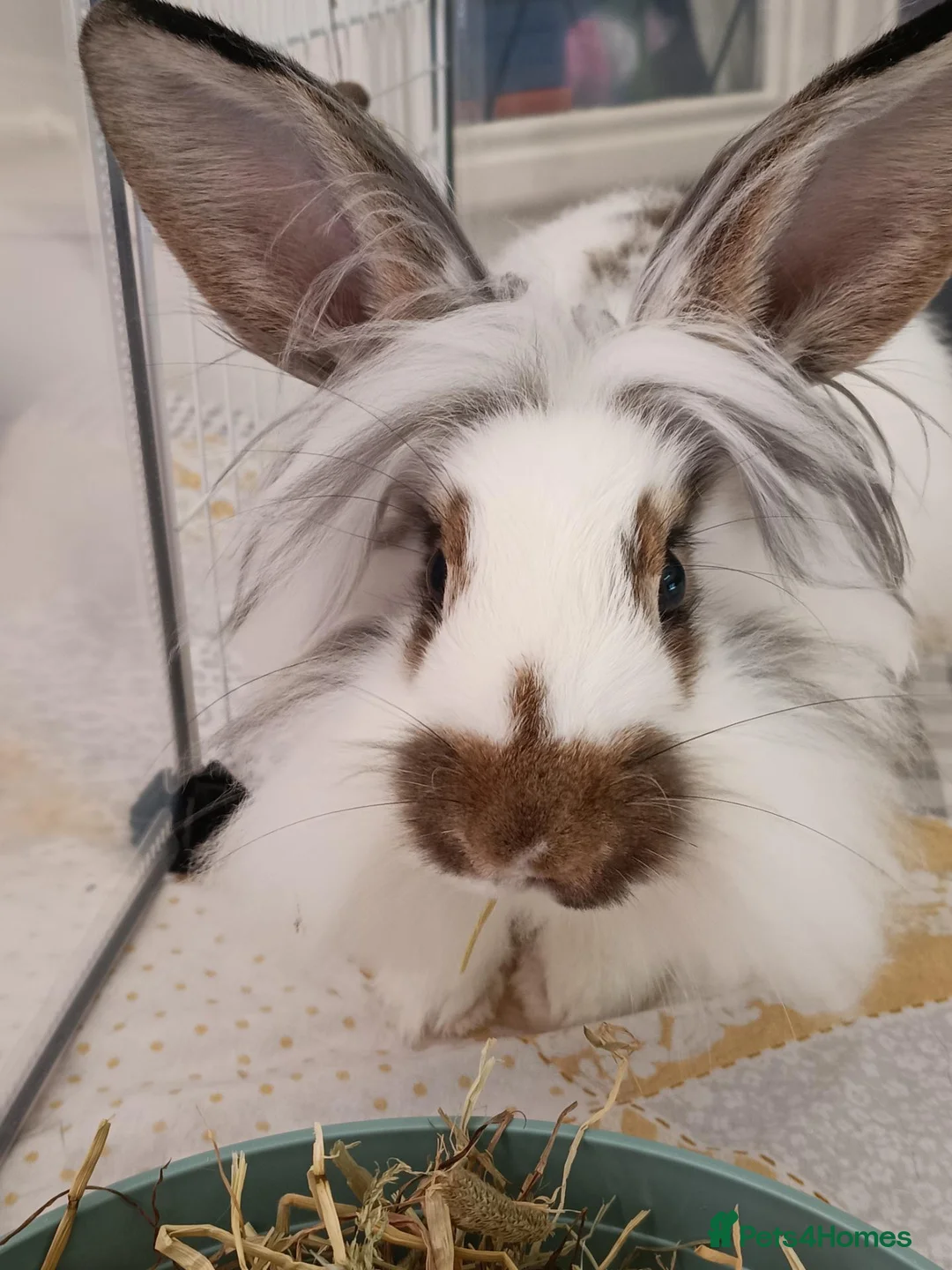 Mixed Breed rabbits for sale: Young neutered male looking for loving home - Advert 2