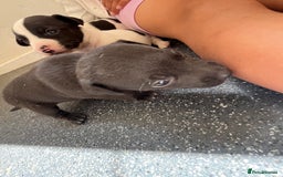 Jack Russell dogs for sale: 2 puppies for sales - Image 14