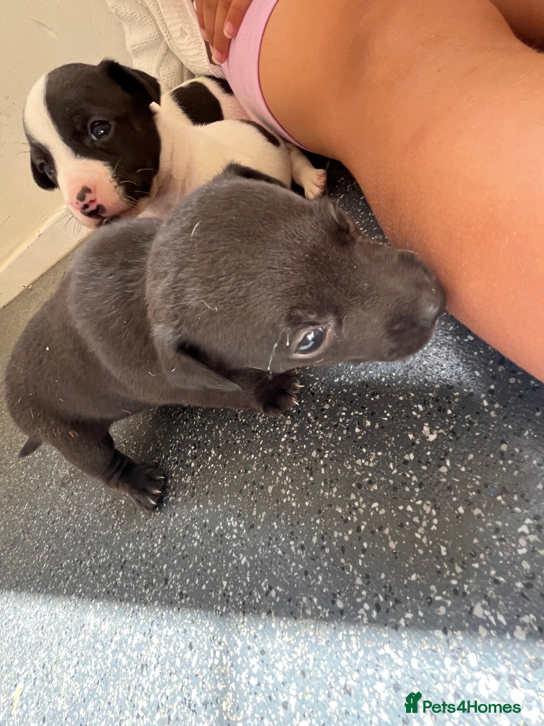 Jack Russell dogs for sale: 2 puppies for sales - Image 14