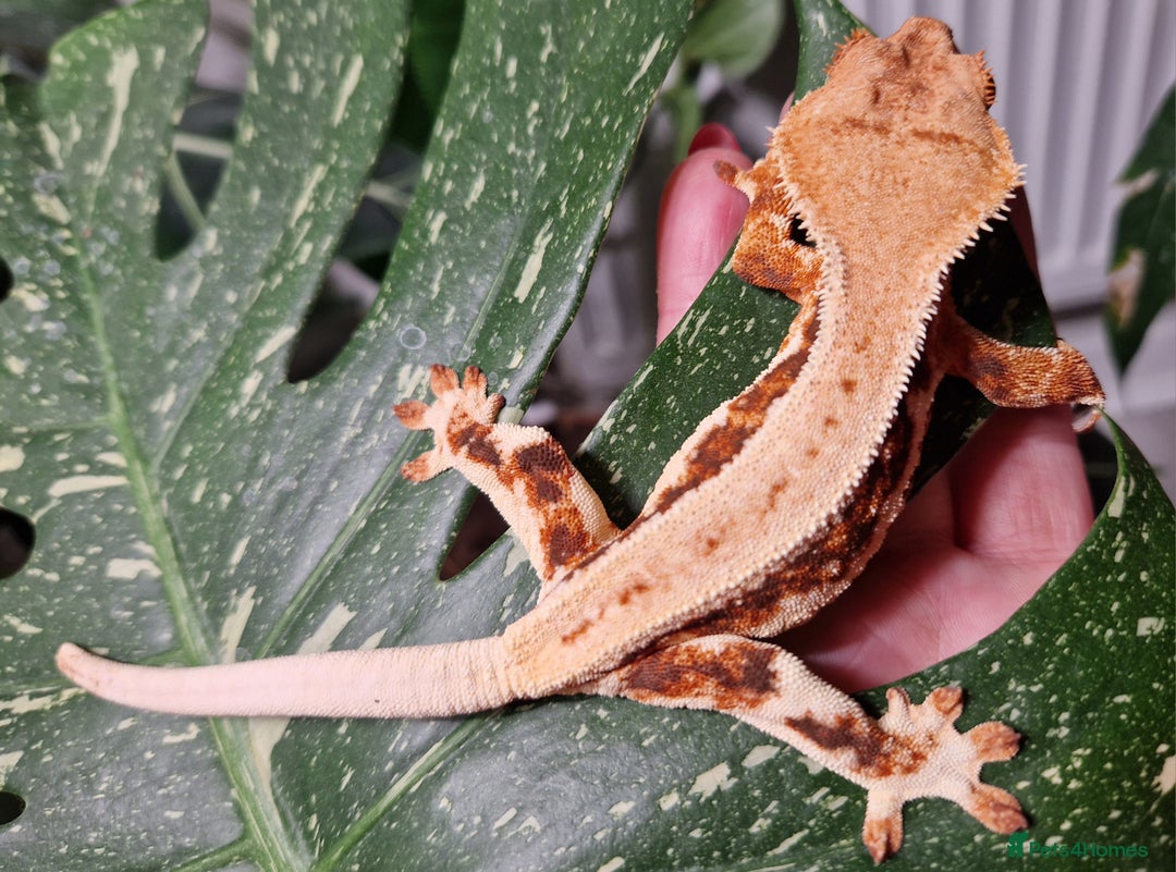 Gecko reptiles for sale: lily white crested geckos for sale - Advert 11