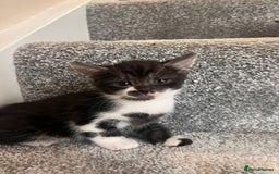 Mixed Breed cats for sale: 3 beautiful boy kittens - Image 2
