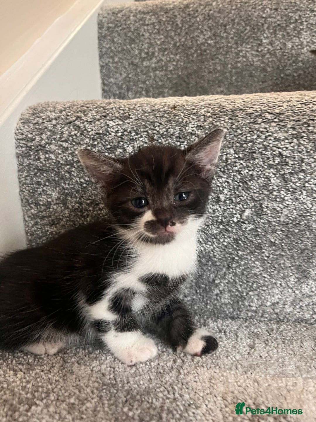 Mixed Breed cats for sale: 3 beautiful boy kittens - Image 2