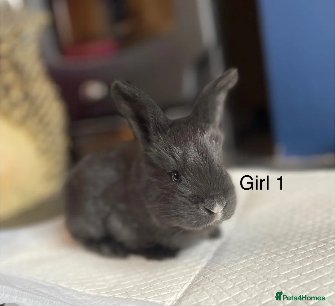Continental Giant rabbits for sale: Brand new litter pure bred continental giants - Advert 3