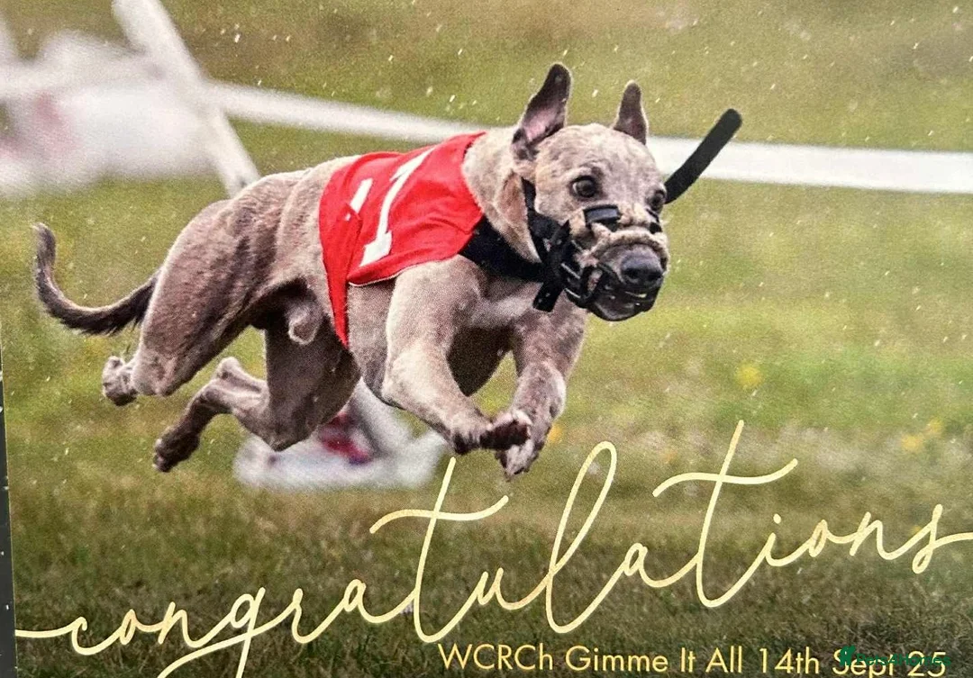 Whippet dogs for sale: KC registered whippet dog puppy. - Advert 4