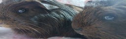 Guinea Pig rodents for sale: Two females guinea pigs baby's rwady now  - Advert 8