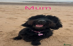 Cockapoo dogs for sale: 🐾 Gorgeous F2 Cockapoo Puppies for sale 🐾  - Image 8