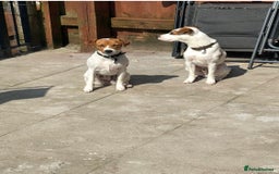 Jack Russell dogs for sale: Rehome  - Image 7