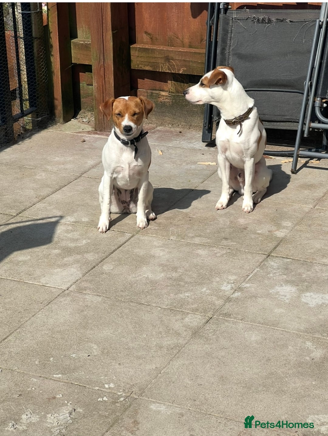 Jack Russell dogs for sale: Rehome  - Image 7
