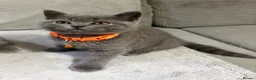 British Shorthair cats for sale: Ready!! GCCF, 5 gen championship BSH female - Advert 4