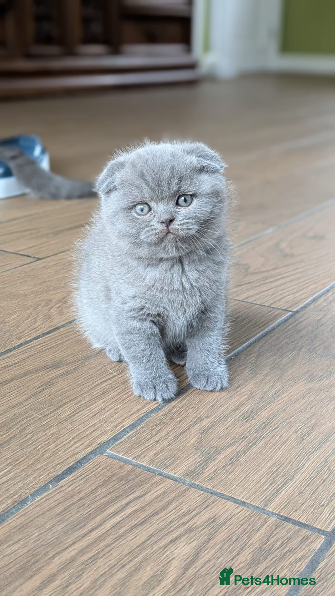 Scottish Fold cats for sale: TICA Reg, Pedigree Scottish Fold male kitten - Advert 2