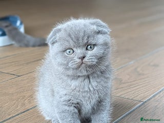 Scottish Fold cats TICA Reg, Pedigree Scottish Fold male kitten - Advert 11