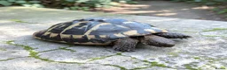 Hermann Tortoise reptiles for sale: Female Hermann Boettgeri Tortoise  - Advert 2