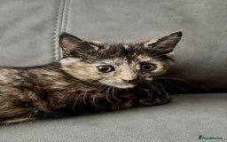 British Shorthair cats for sale: Beautiful Purebreed British Shorthair X Tabby - Image 5