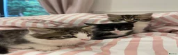 British Longhair cats for sale: 3 Fluffy Cuddly Kittens looking for homes - Advert 7