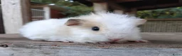 Guinea Pig rodents for sale: Swiss, Dalmation, Chocolate & Tort/White baby Sows - Advert 9