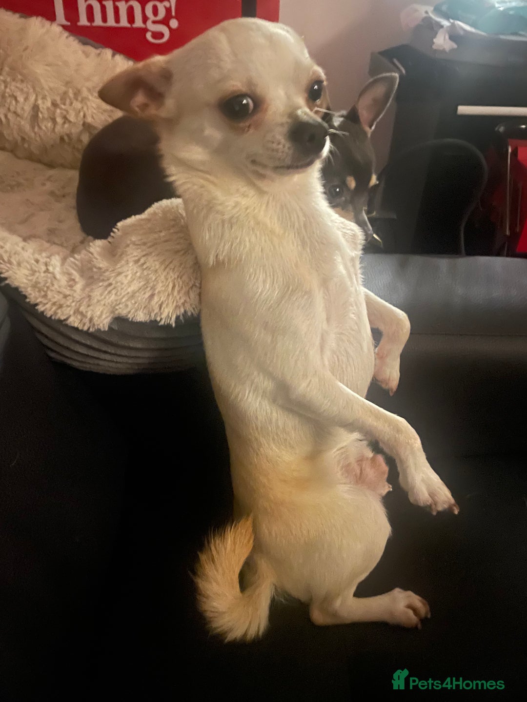 Chihuahua dogs for stud: KC Registered Chihuahua Boy For Stud Use Only in London - Advert 2