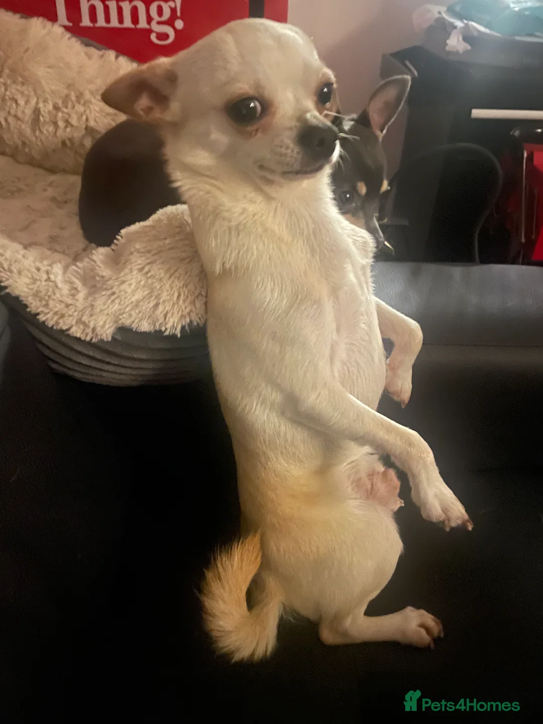 Chihuahua dogs for stud: KC Registered Chihuahua Boy For Stud Use Only in London - Advert 2