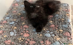 Siberian cats for sale: Full stunning siberian kittens for sale - Image 2
