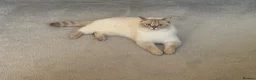 British Shorthair cats for sale: Pedigree British Shorthair Twins - Advert 3