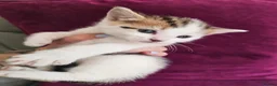 Mixed Breed cats for sale: Calico kittens  in London - Advert 7