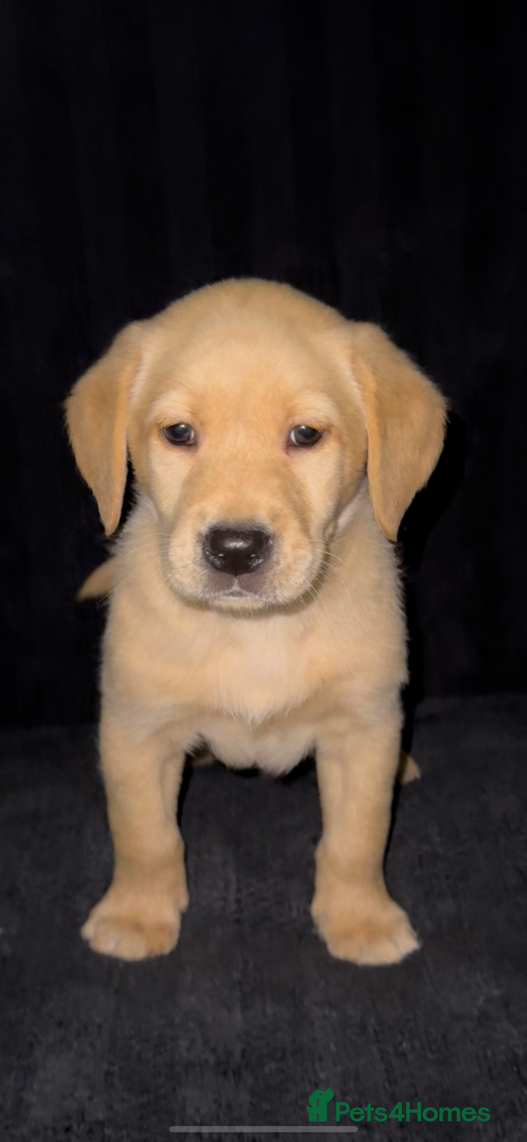 Labrador Retriever dogs for sale: ⭐️5 ADORABLE LABRADOR PUPPIES⭐️ - Advert 9