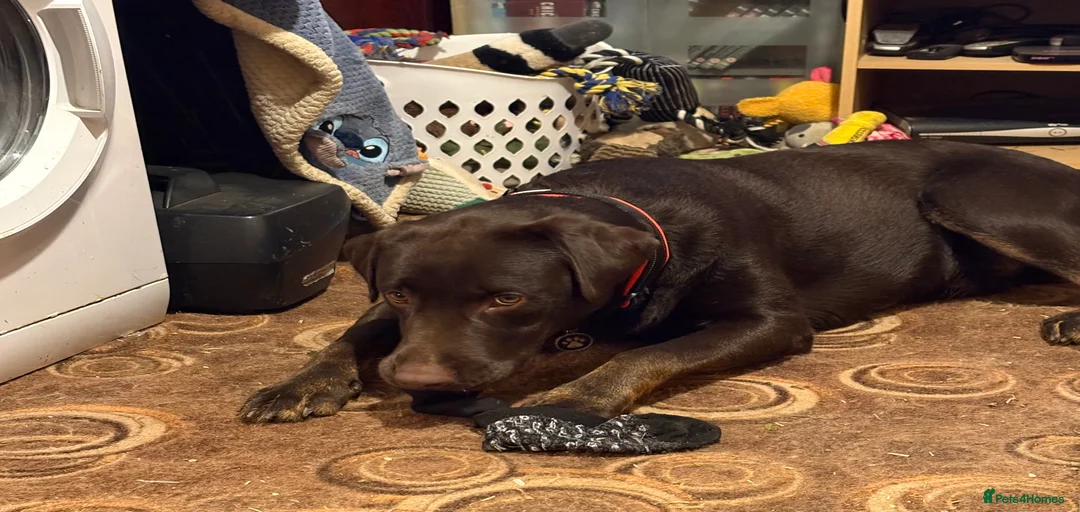 Gallery Image {{count}}