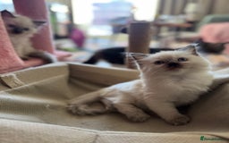 Ragdoll cats for sale: Beautiful, blue point Ragdoll kittens ☁️💗 - Advert 3