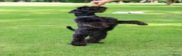 Miniature Schnauzer dogs for sale: 2 Black Miniature Schnauzers for sale boy and girl - Advert 5