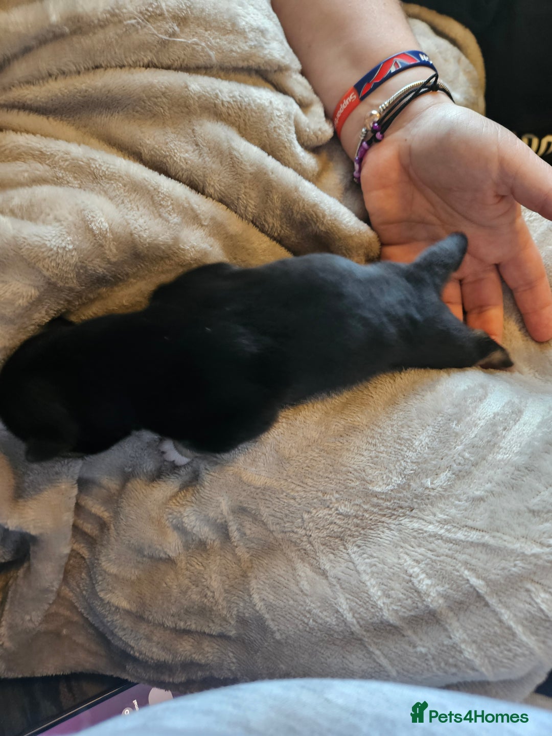 Huskita dogs for sale: Husky x akita puppys - Image 12