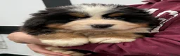 Bernese Mountain Dog dogs for sale: Bernese Mountain Dog Puppies  - Advert 4