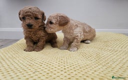 Maltipoo dogs for sale: 3 fabulous teddybear Maltipoo girls  - Image 1