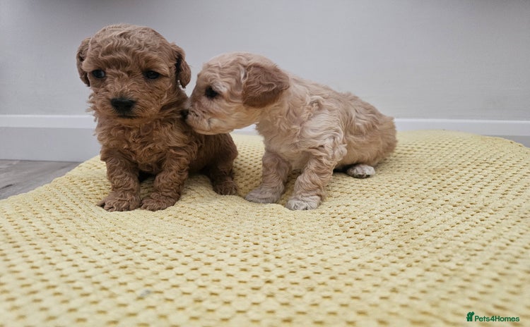 Maltipoo dogs - Advert 2