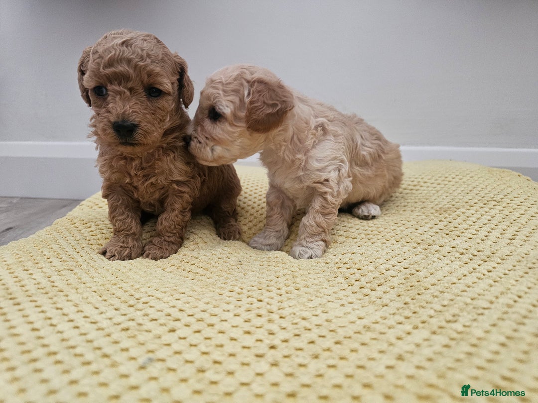 Maltipoo dogs for sale: 3 fabulous teddybear Maltipoo girls  - Image 1