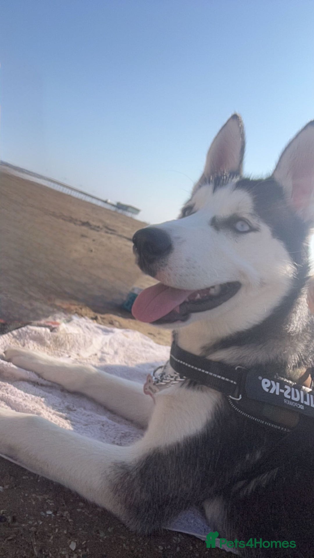 Siberian Husky dogs for sale: Keyara will be 2 on  ** s day - Advert 7