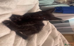 Mixed Breed cats for sale: 5 beautiful kittens ready to go! - Image 23