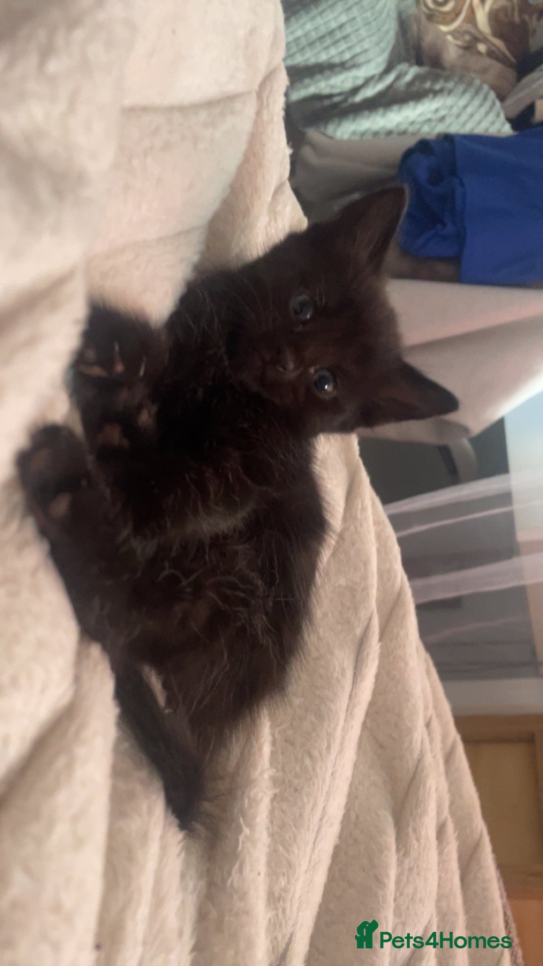 Mixed Breed cats for sale: 5 beautiful kittens ready to go! - Image 23