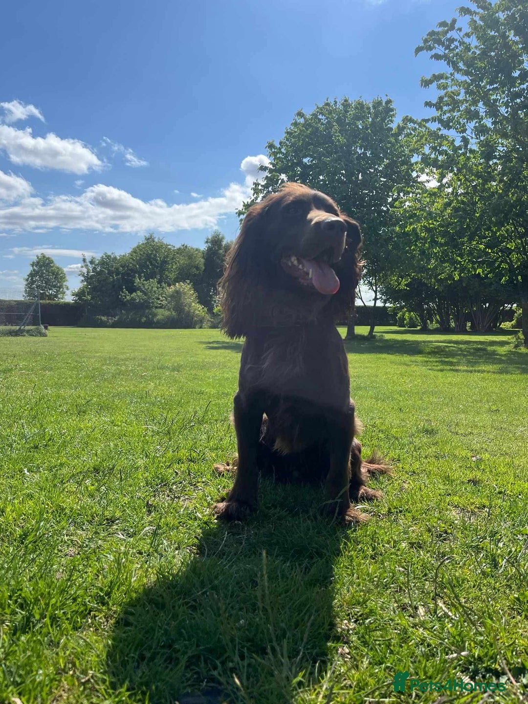 Cocker Spaniel dogs for stud: Stud for free Cocker Spaniel PLEASE READ AD - Image 3